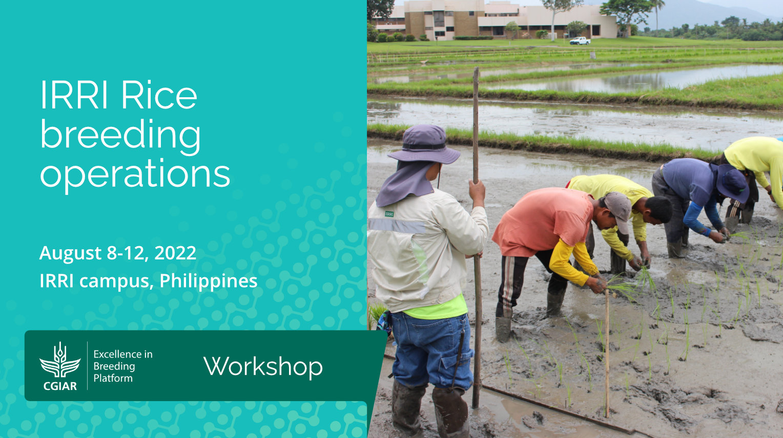 EIBIRRI Rice Breeding Operations Excellenceinbreeding